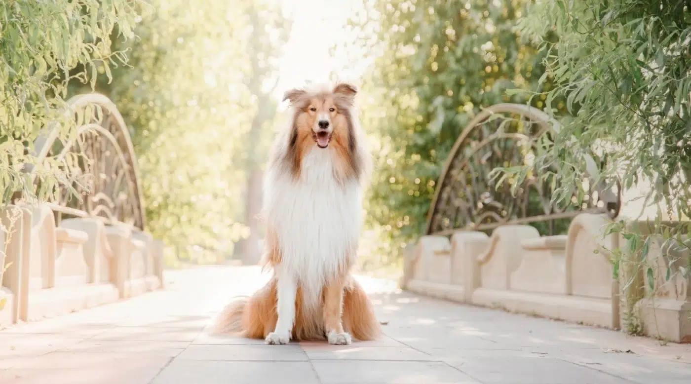 ラフ・コリー - rough-collie