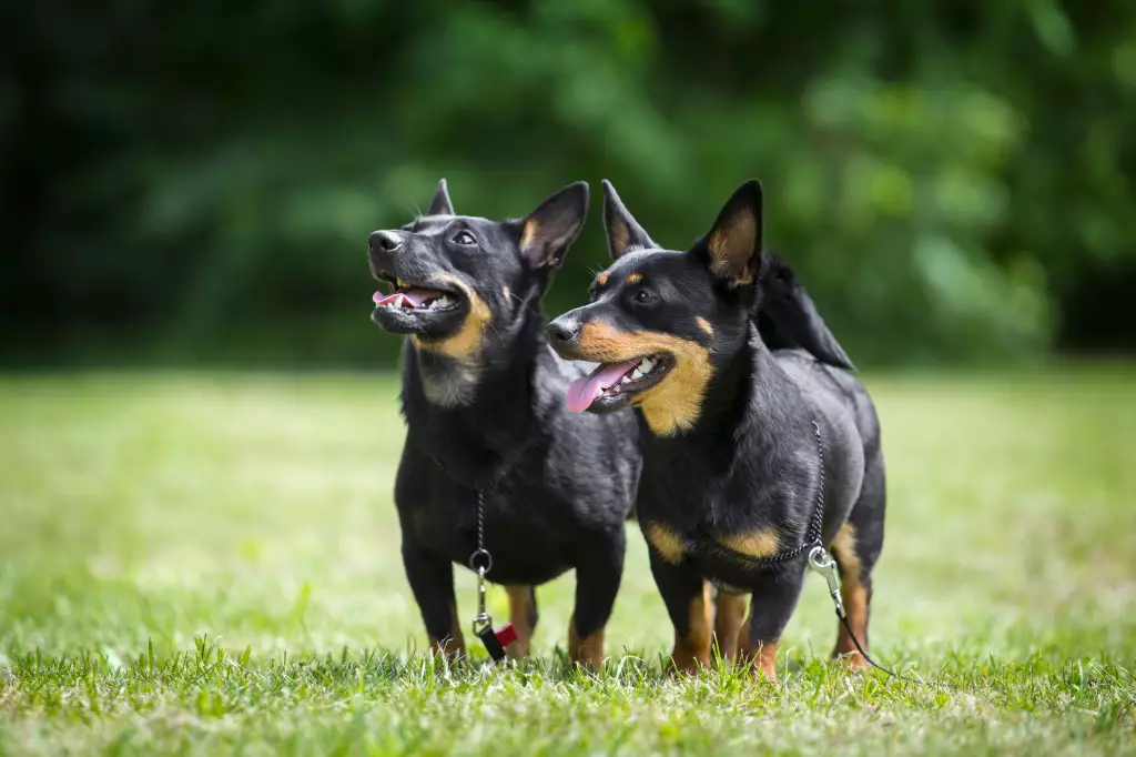 ランカシャー・ヒーラー - lancashire-heeler