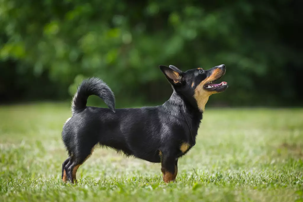 ランカシャー・ヒーラー - lancashire-heeler