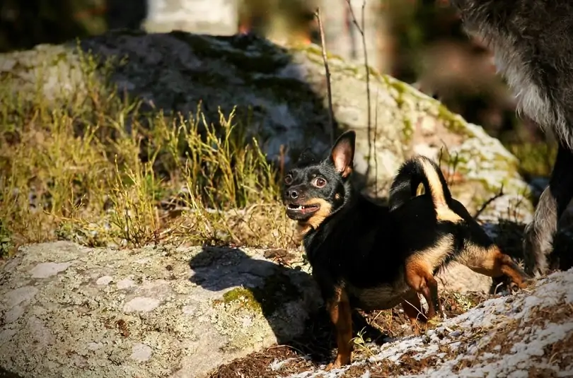 ランカシャー・ヒーラー - lancashire-heeler