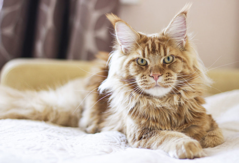 メインクーン - mainecoon