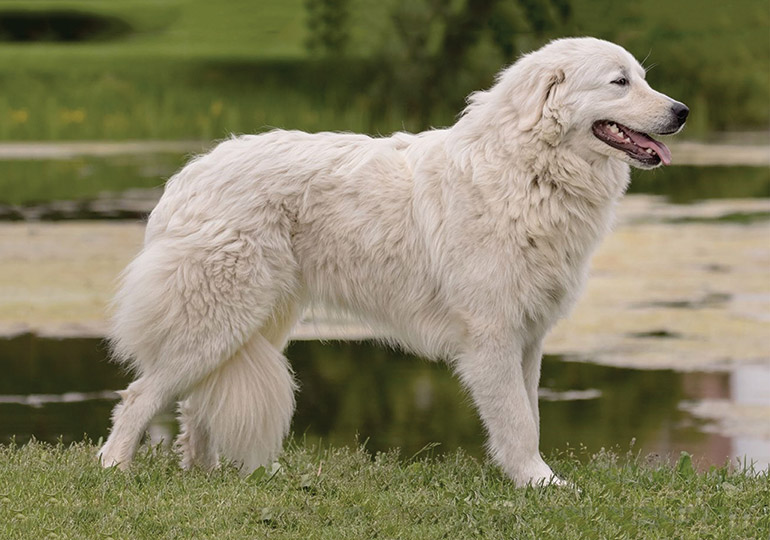 マレンマ・シープドッグ - maremma-sheepdog
