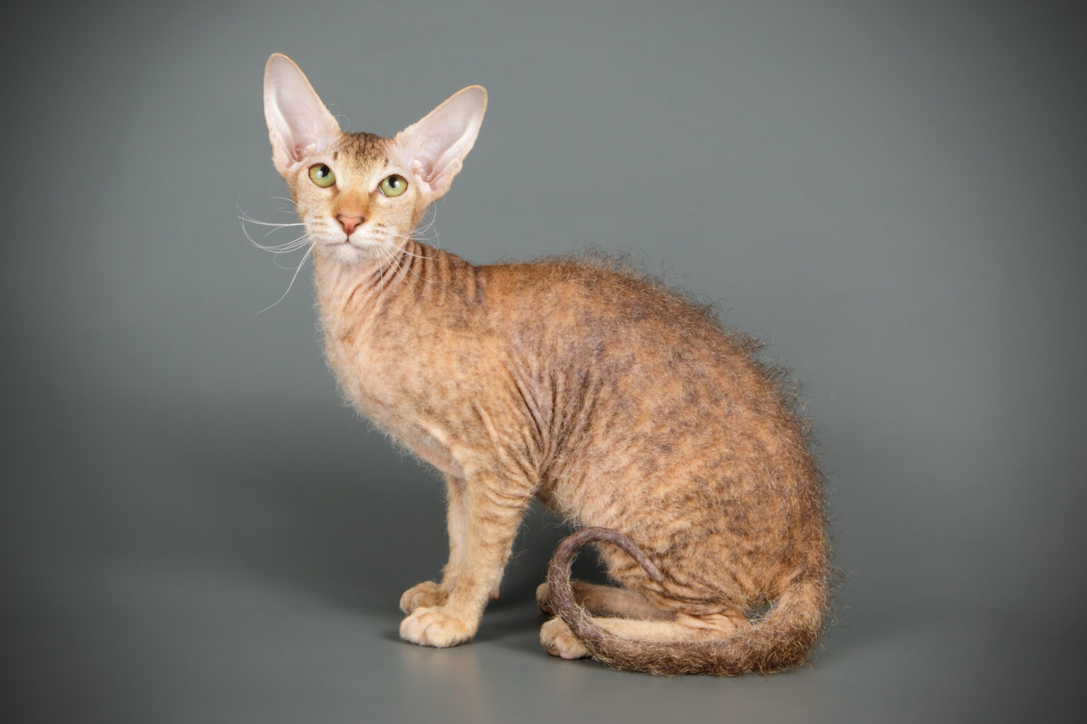 ピーターボールド - peterbald