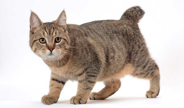 ピクシーボブ - pixiebob