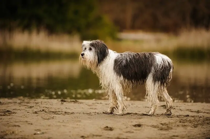 ポリッシュ・ローランド・シープドッグ - polish-lowland-sheepdog