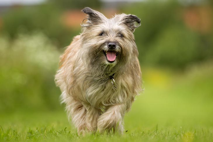 ピレニアン・シープドッグ - pyrenean-sheepdog