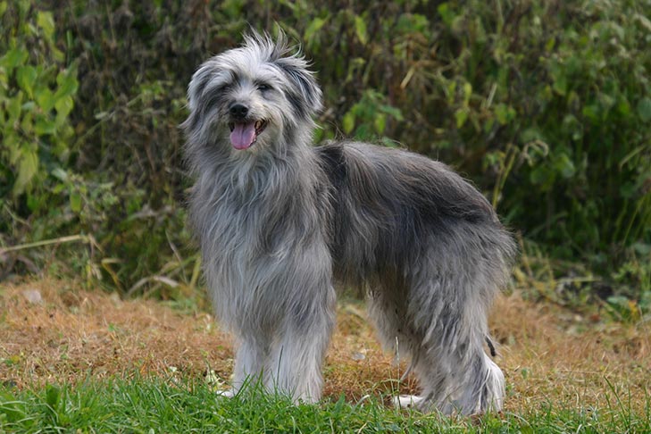 ピレニアン・シープドッグ - pyrenean-sheepdog