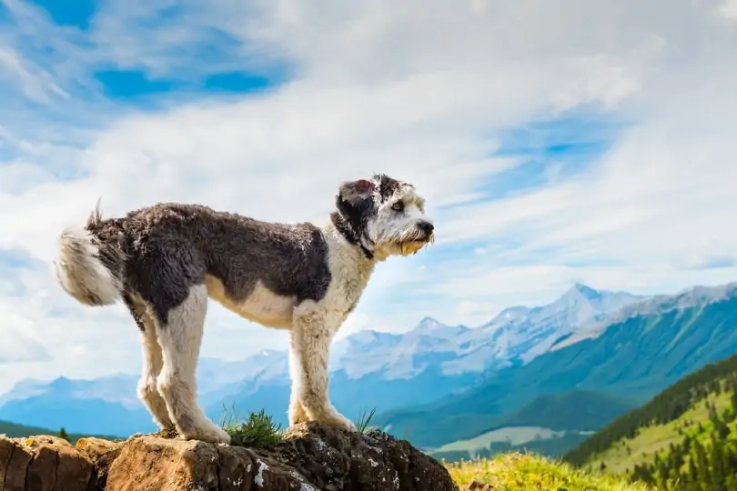 ポリッシュ・ローランド・シープドッグ - polish-lowland-sheepdog