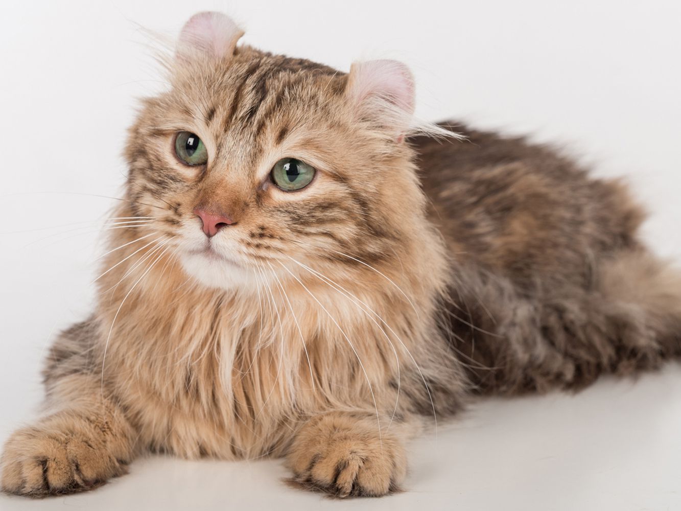 アメリカンカール - Americancurl