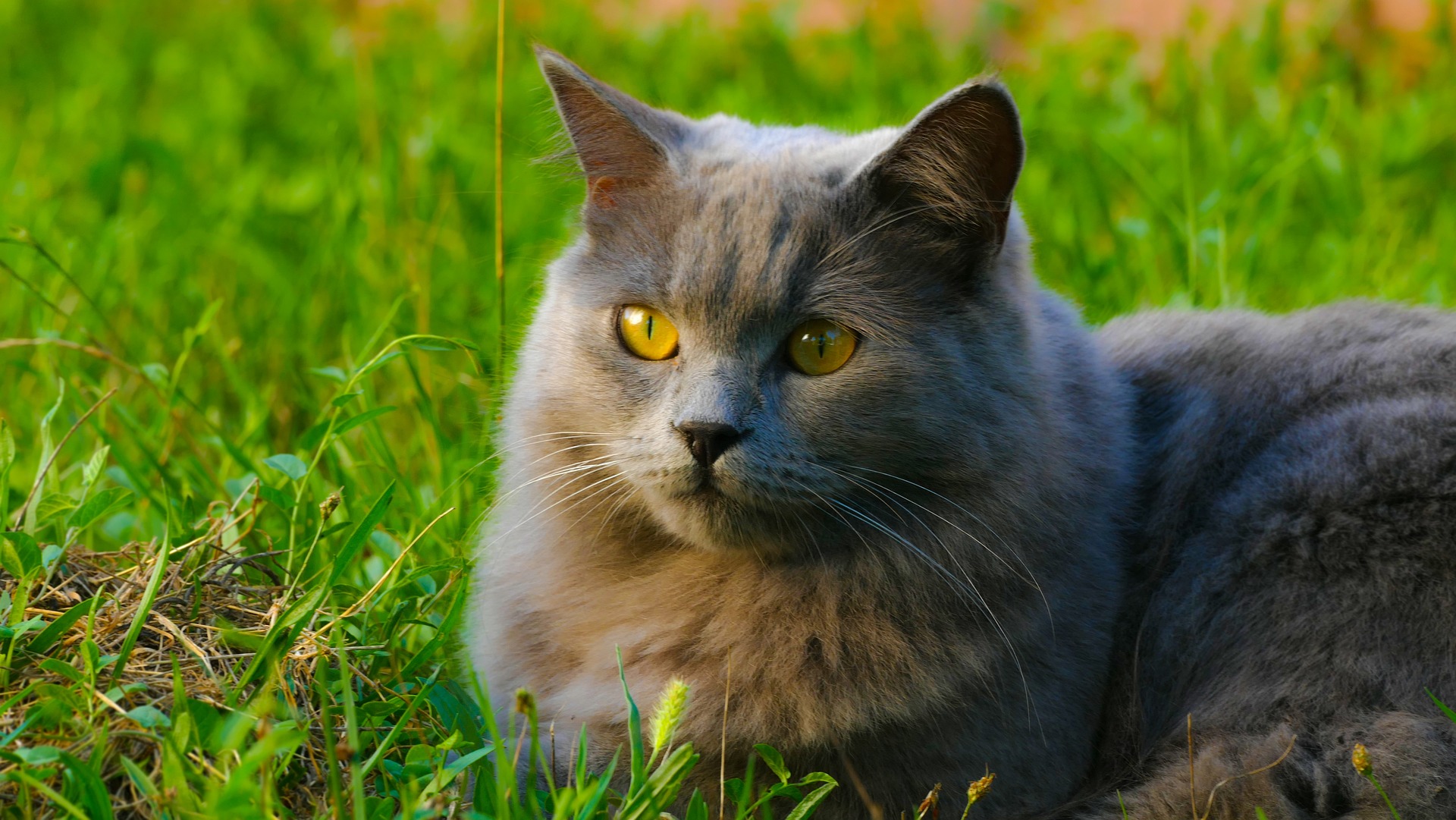 シャルトリュー - chartreux