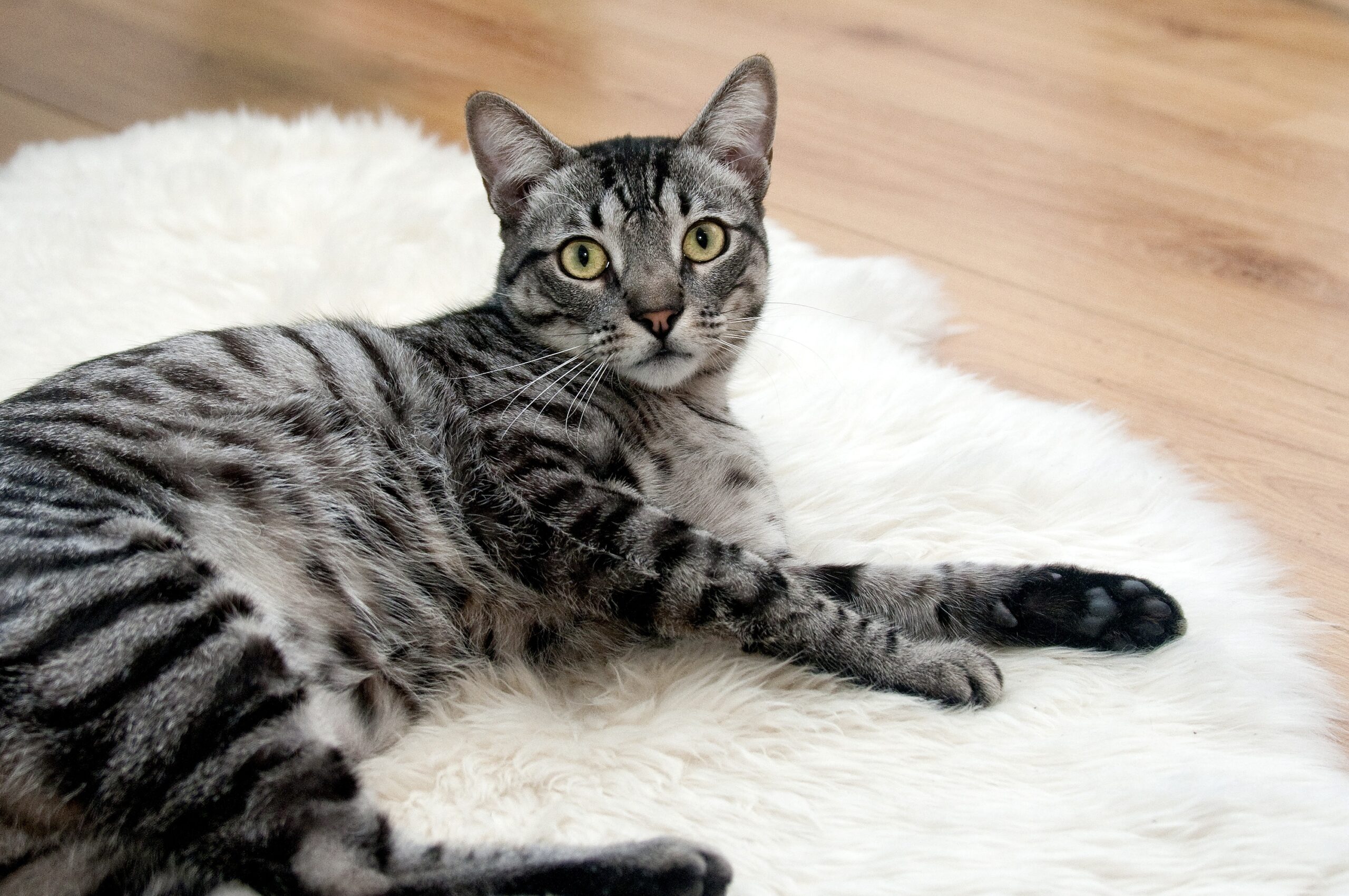 americanshorthair - アメリカンショートヘア