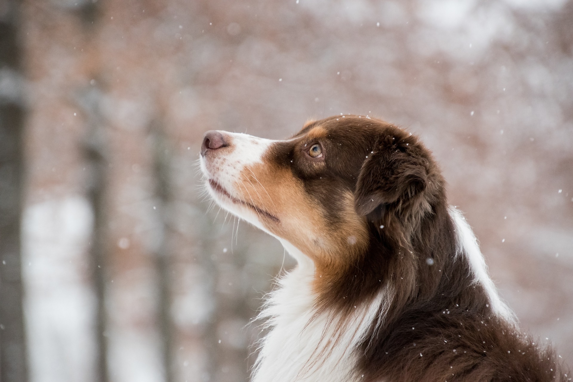 オーストラリアン・シェパード - australian-shepherd