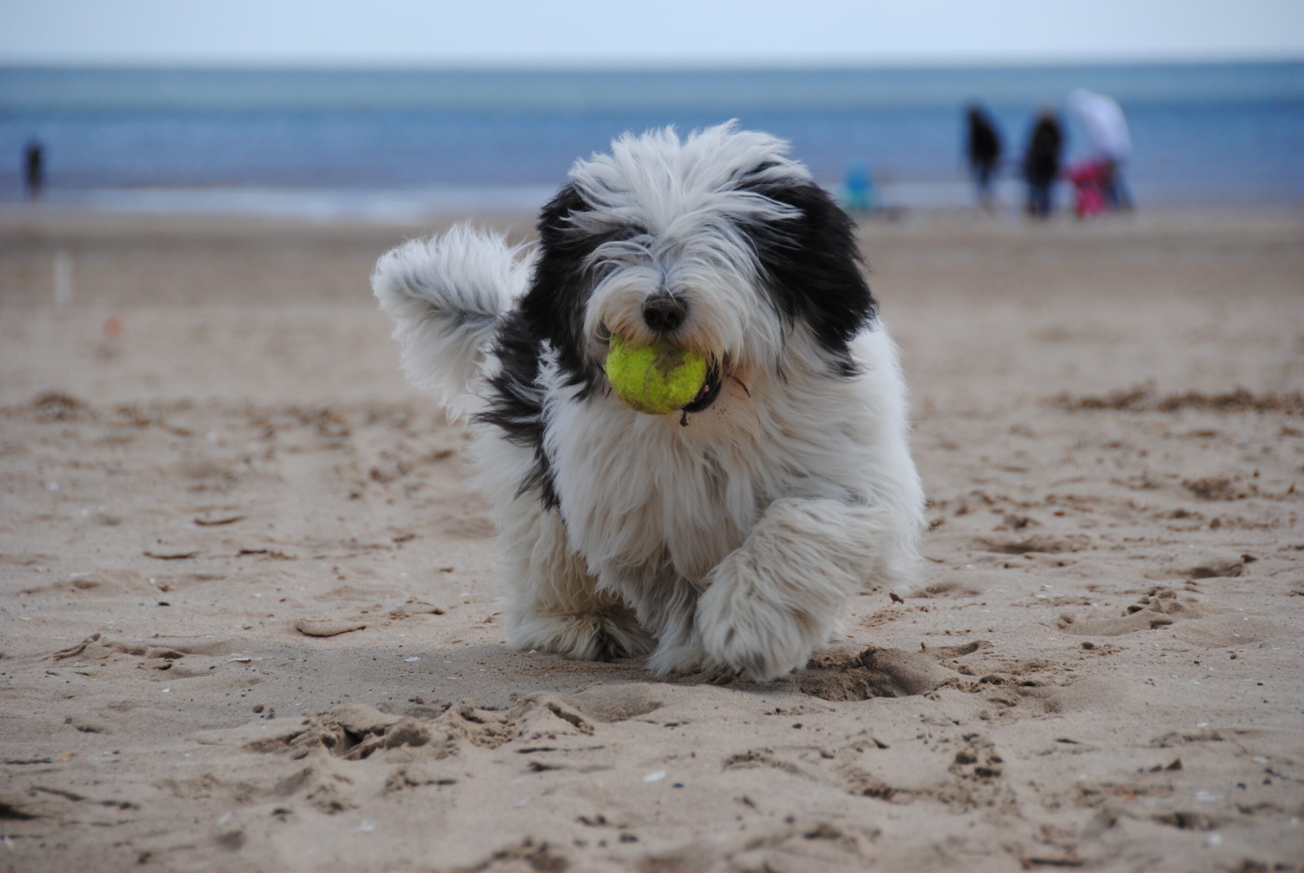 オールド・イングリッシュ・シープドッグ - old-english-sheepdog