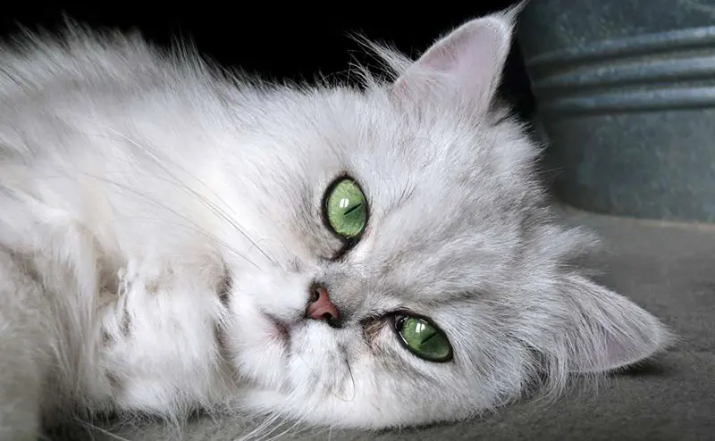 チンチラペルシャ - chinchillapersian