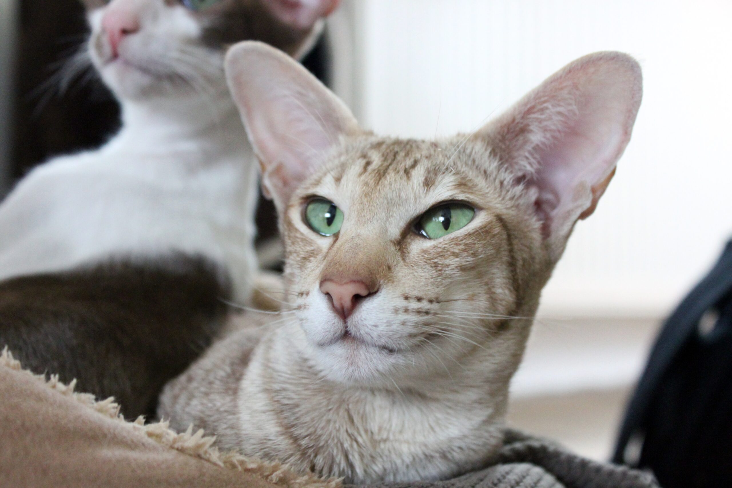 オリエンタルショートヘア・ロングヘア - orientalshorthair-longhair