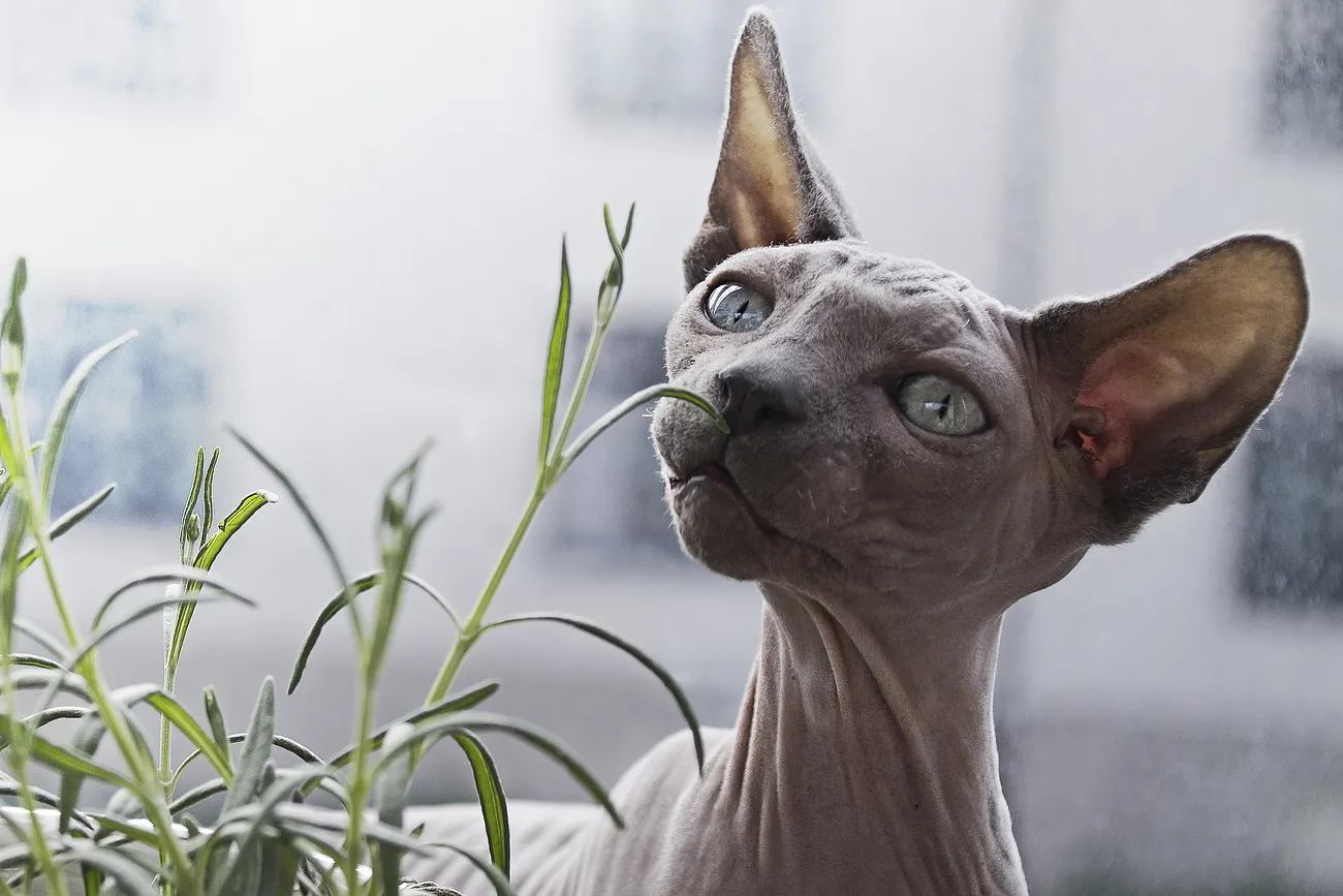 スフィンクス - sphynx