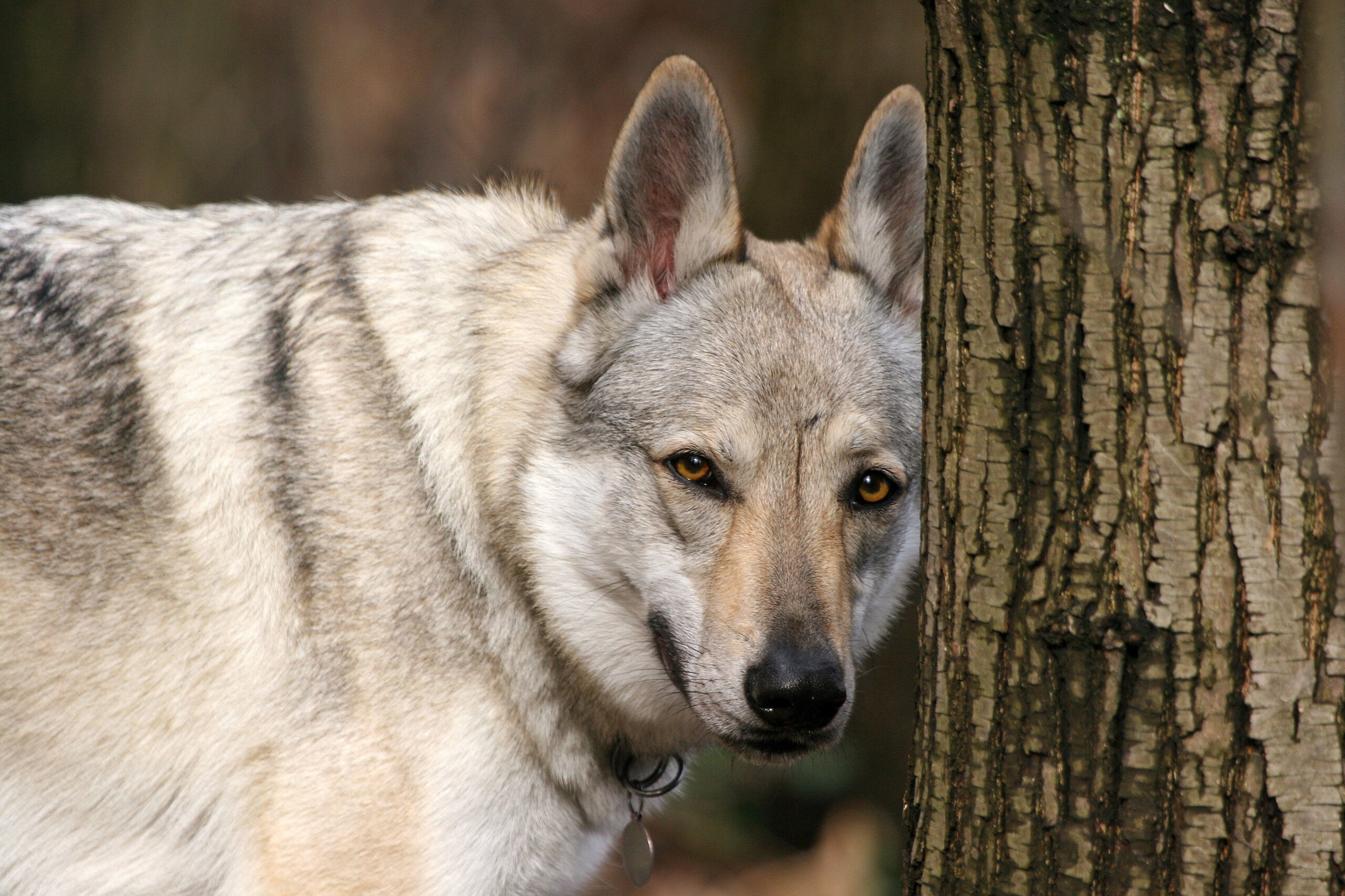 サールロース・ウルフドッグ - saarloos-wolfdog