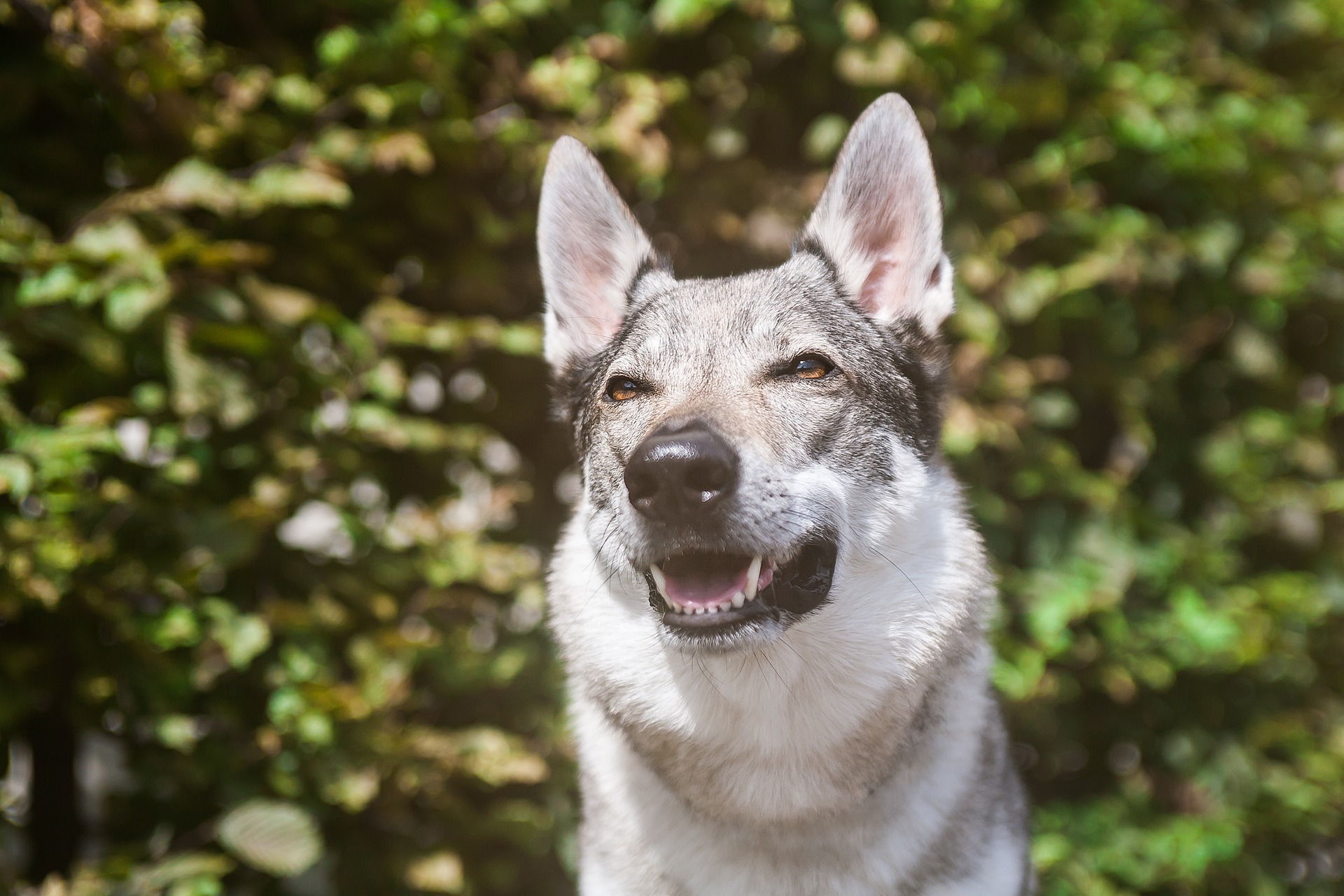 チェコスロバキアン・ウルフドッグ - czechoslovakian-wolfdog