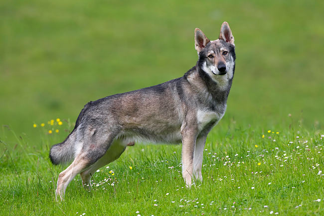 サールロース・ウルフドッグ - saarloos-wolfdog