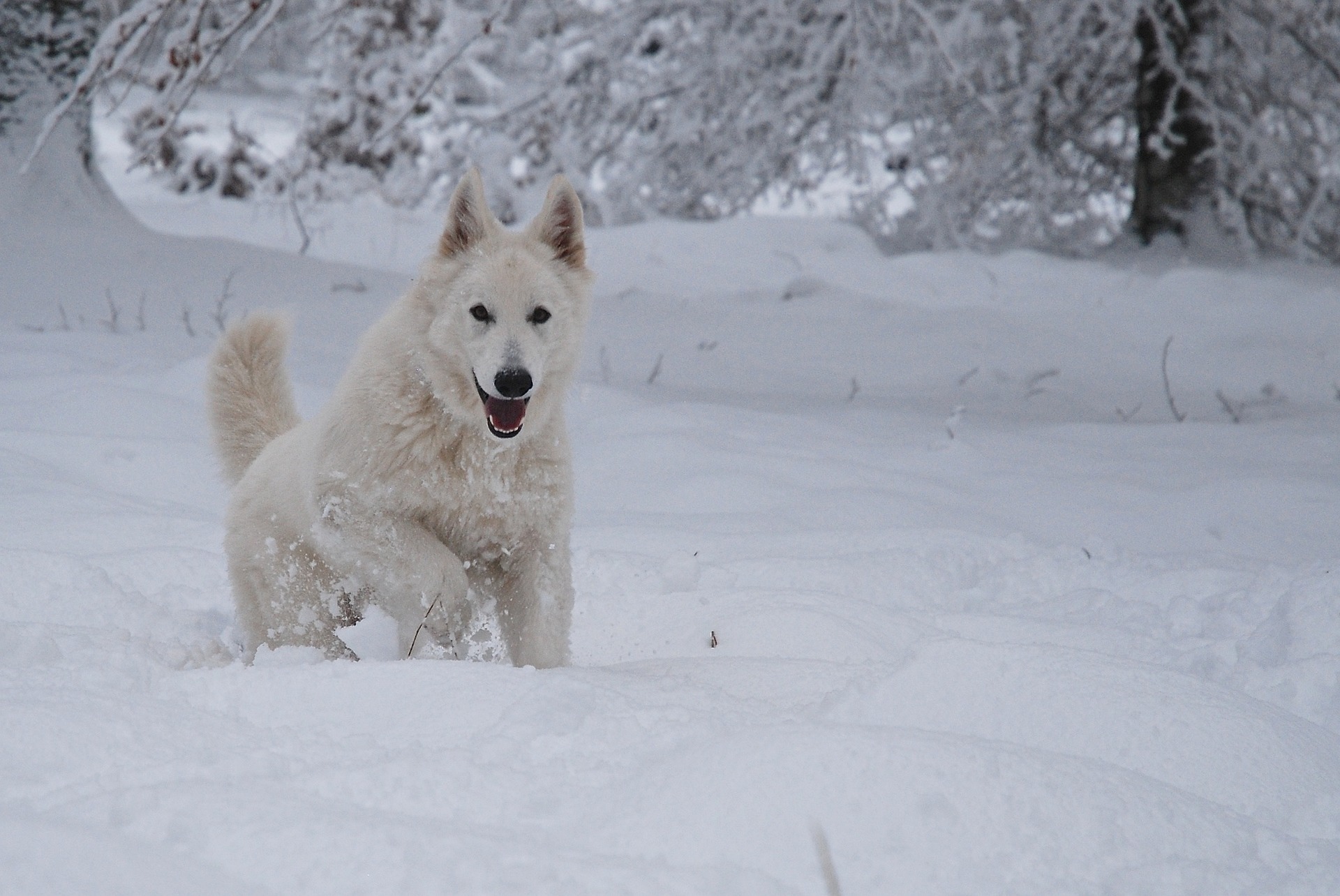 ホワイト･スイス･シェパード・ドッグ - white-swiss-shepherd-dog