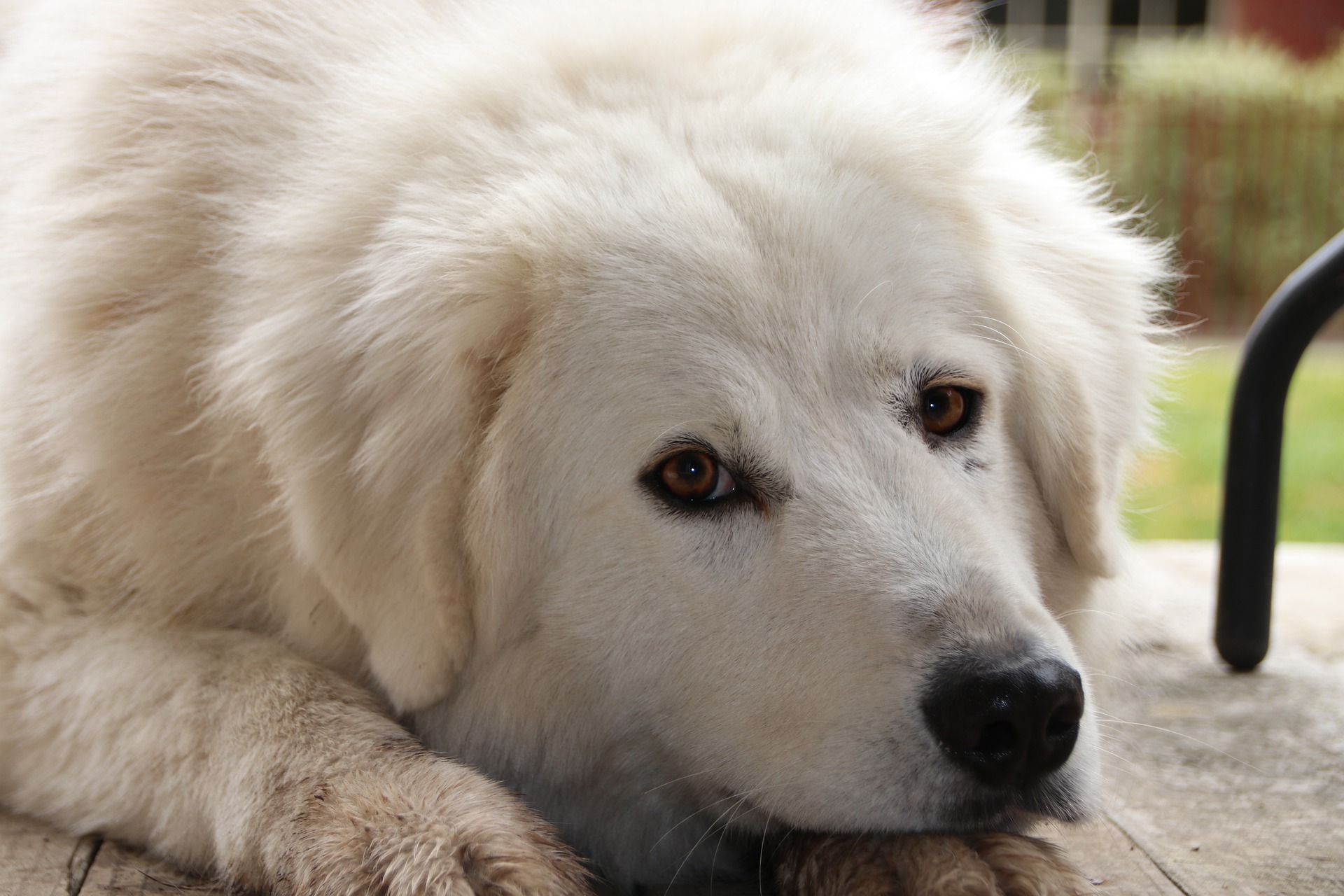 マレンマ・シープドッグ - maremma-sheepdog