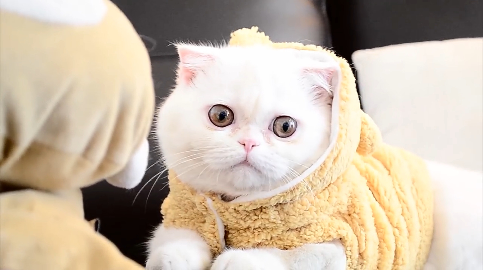 エキゾチックショートヘア・ロングヘア - exoticshorthair-longhair