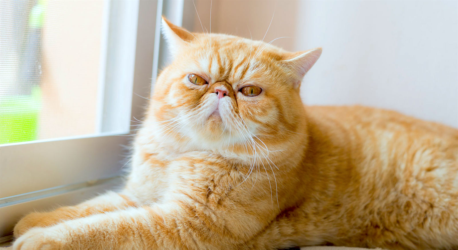 エキゾチックショートヘア・ロングヘア - exoticshorthair-longhair