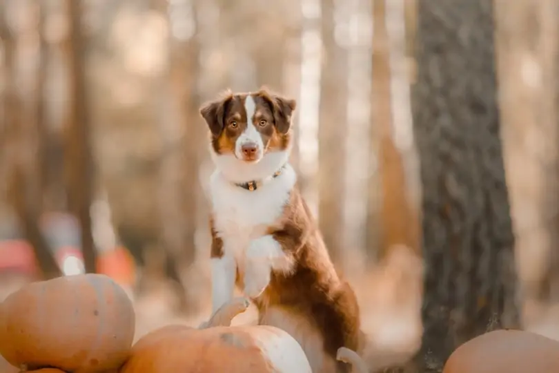 ミニチュア・アメリカン・シェパード - miniature-american-shepherd