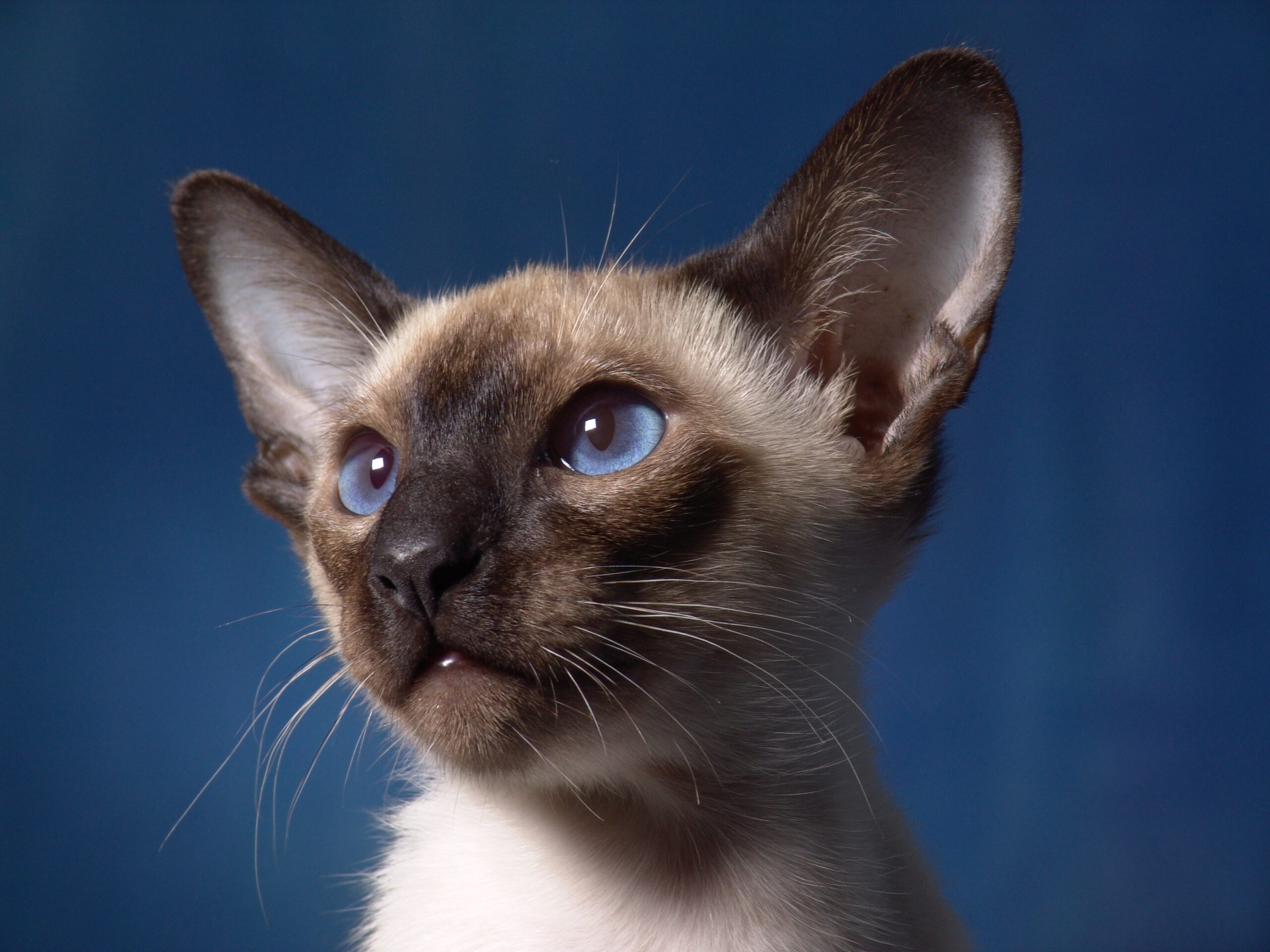 オリエンタルショートヘア・ロングヘア - orientalshorthair-longhair