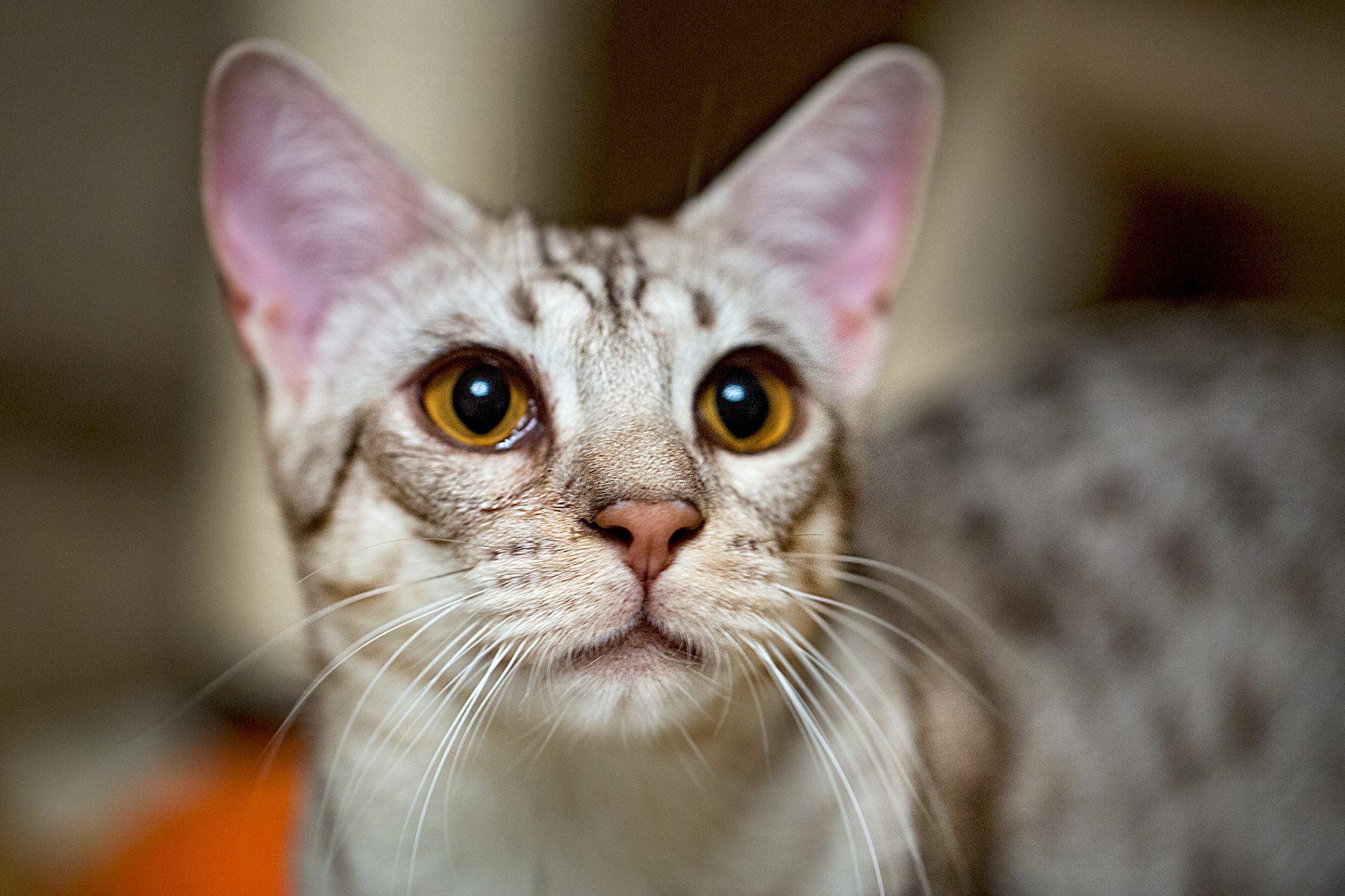オシキャット ocicat