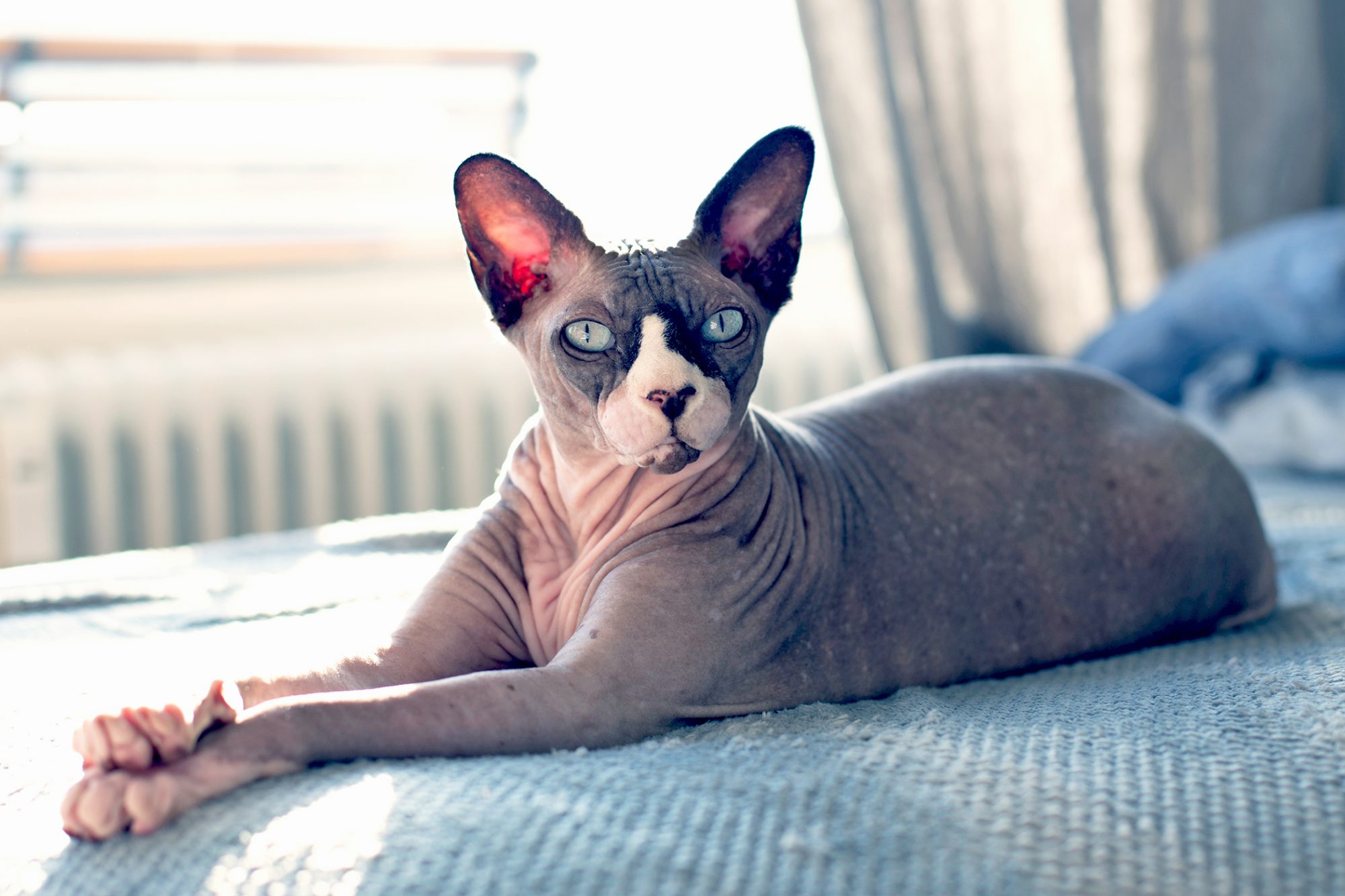 スフィンクス - sphynx