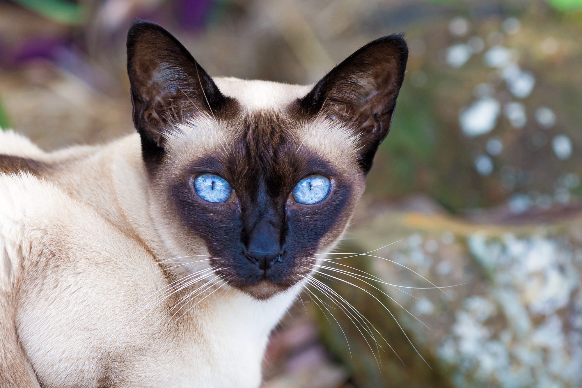 トンキニーズ - tonkinese