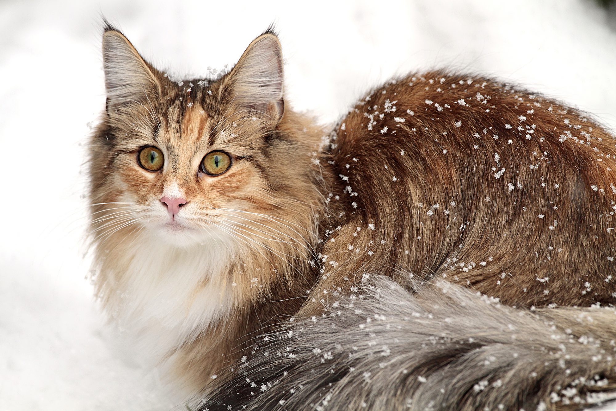 ノルウェージャンフォレストキャット - norwegian-forestcat