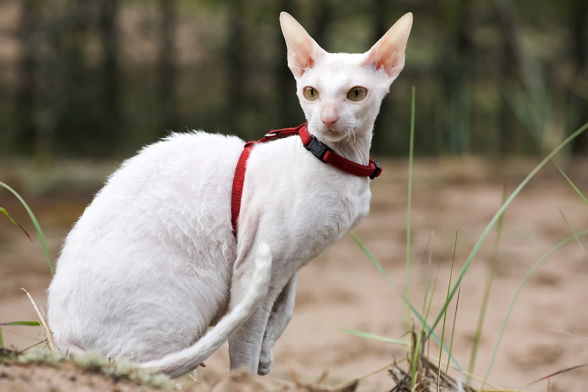 コーニッシュレックス cornishrex