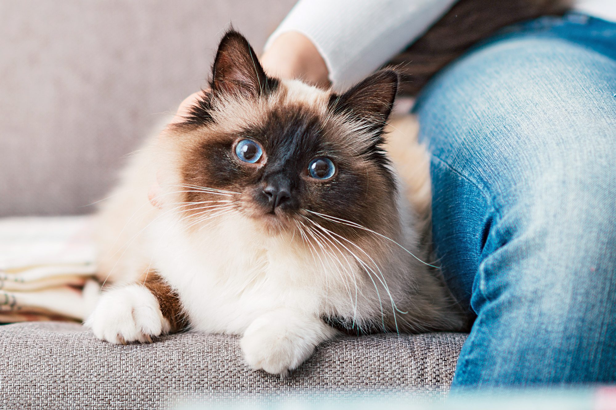 バーマン - birman