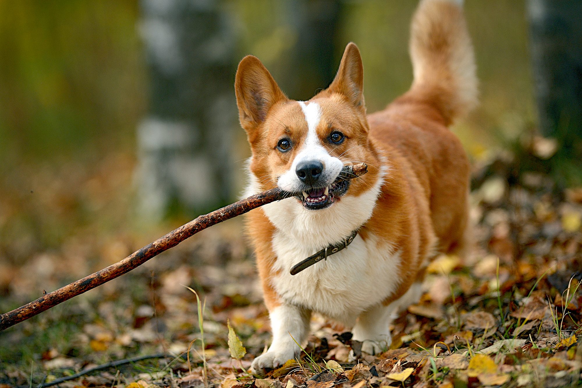 ウェルシュ・コーギー・カーディガン - cardigan-welsh-corgi