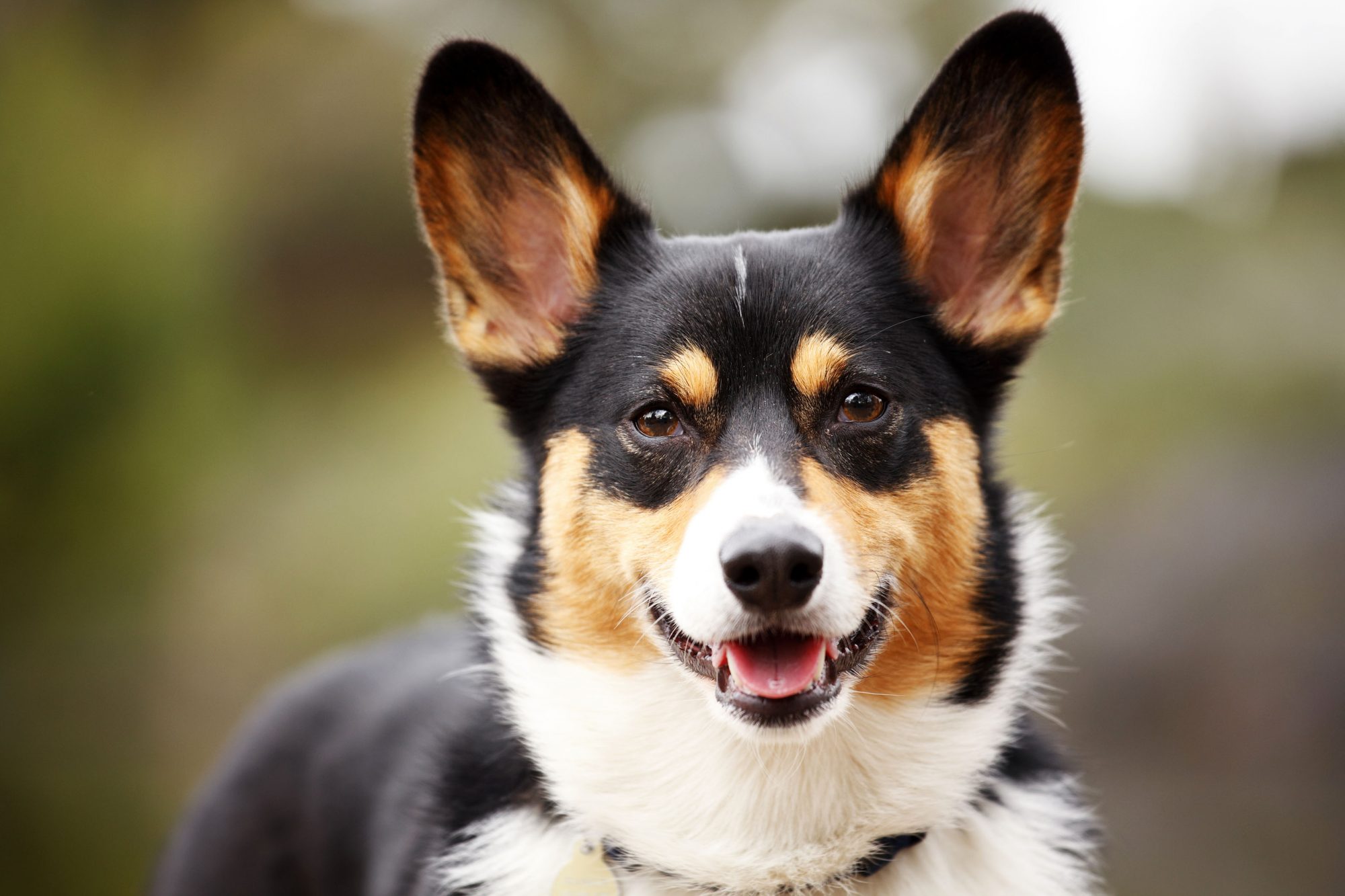 ウェルシュ・コーギー・ペンブローク - pembroke-welsh-corgi