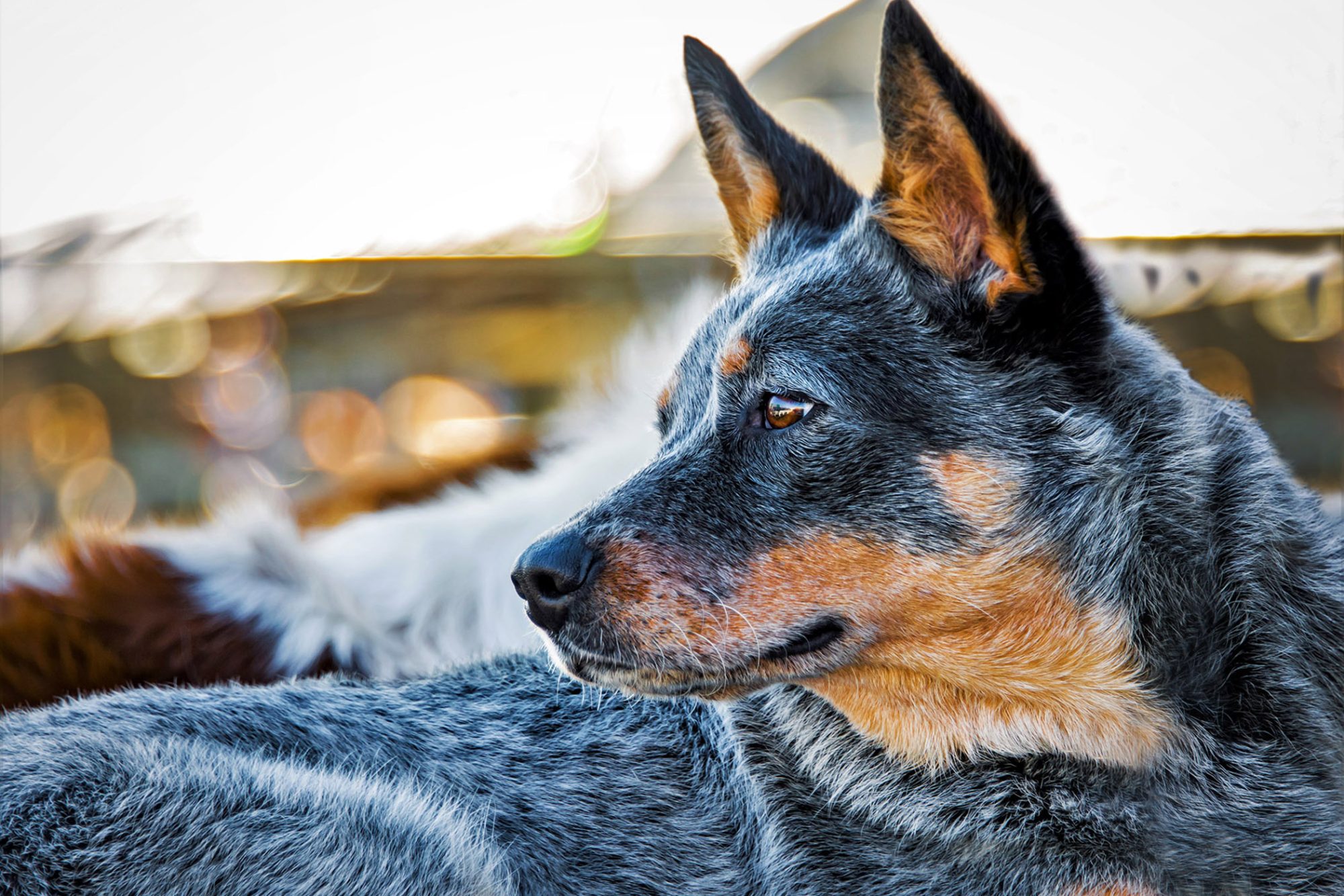 オーストラリアン・キャトル・ドッグ - australian-cattle-dog