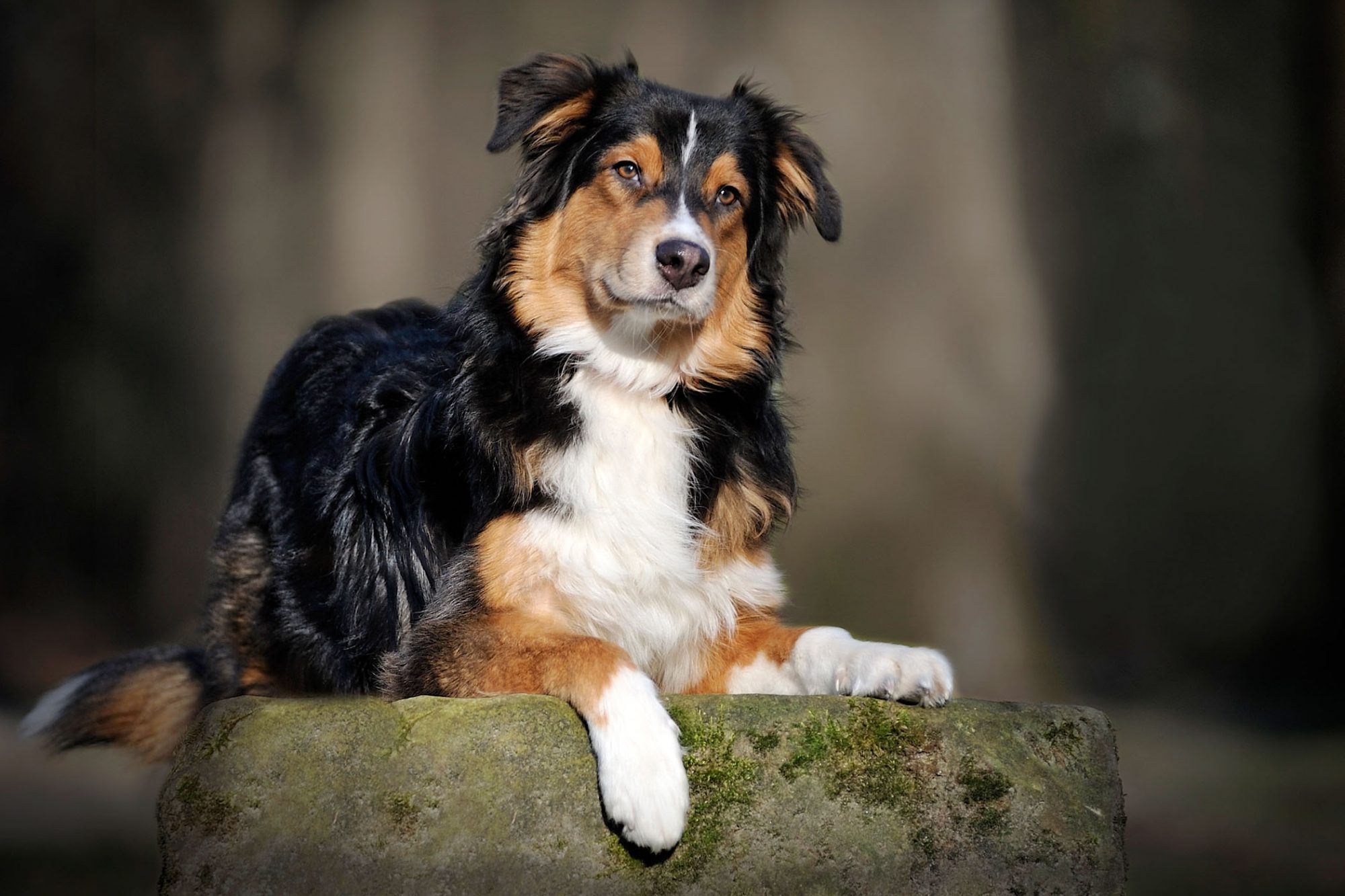 オーストラリアン・シェパード - australian-shepherd