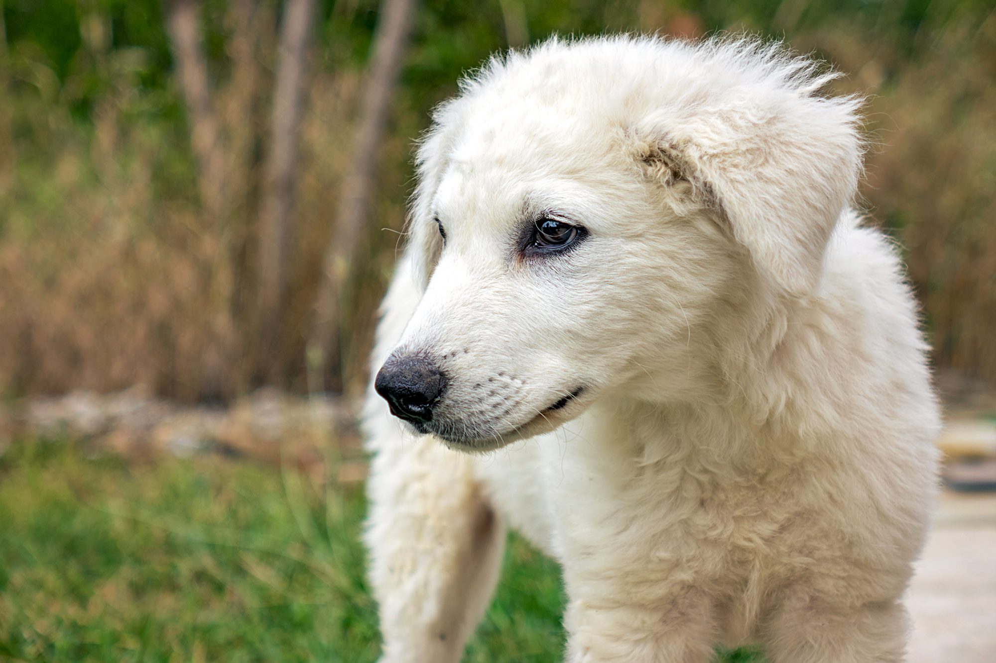 クーバース - kuvasz