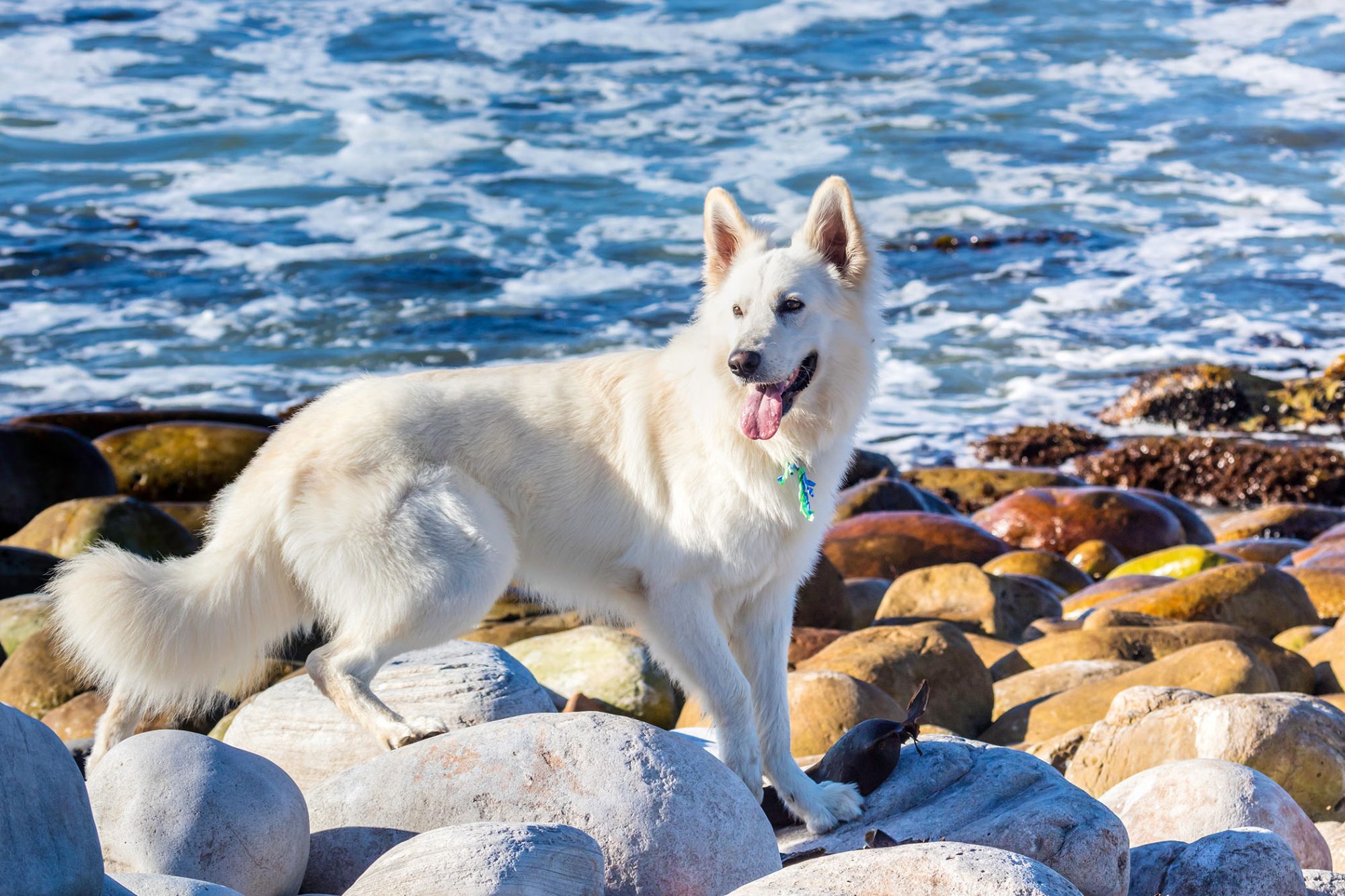 ジャーマン・シェパード・ドッグ - german-shepherd-dog