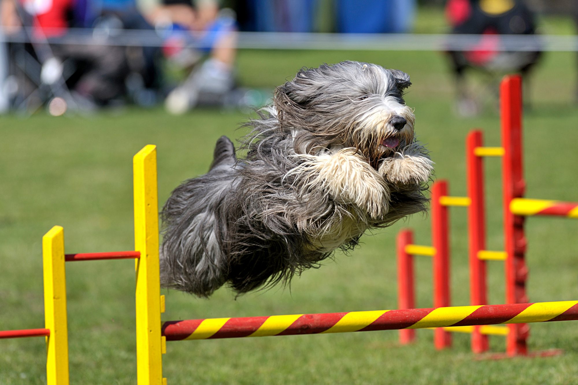 ビアデッド・コリー - bearded-collie