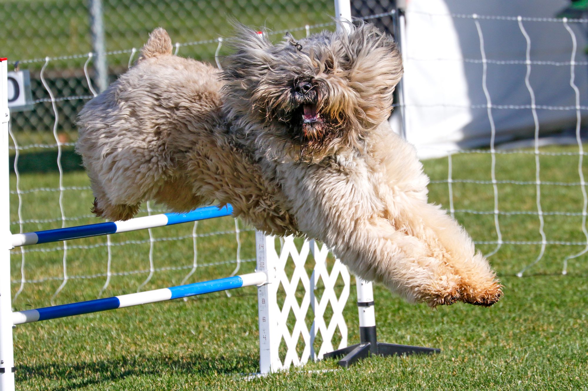 ブービエ・デ・フランダース - bouvier-des-flandres