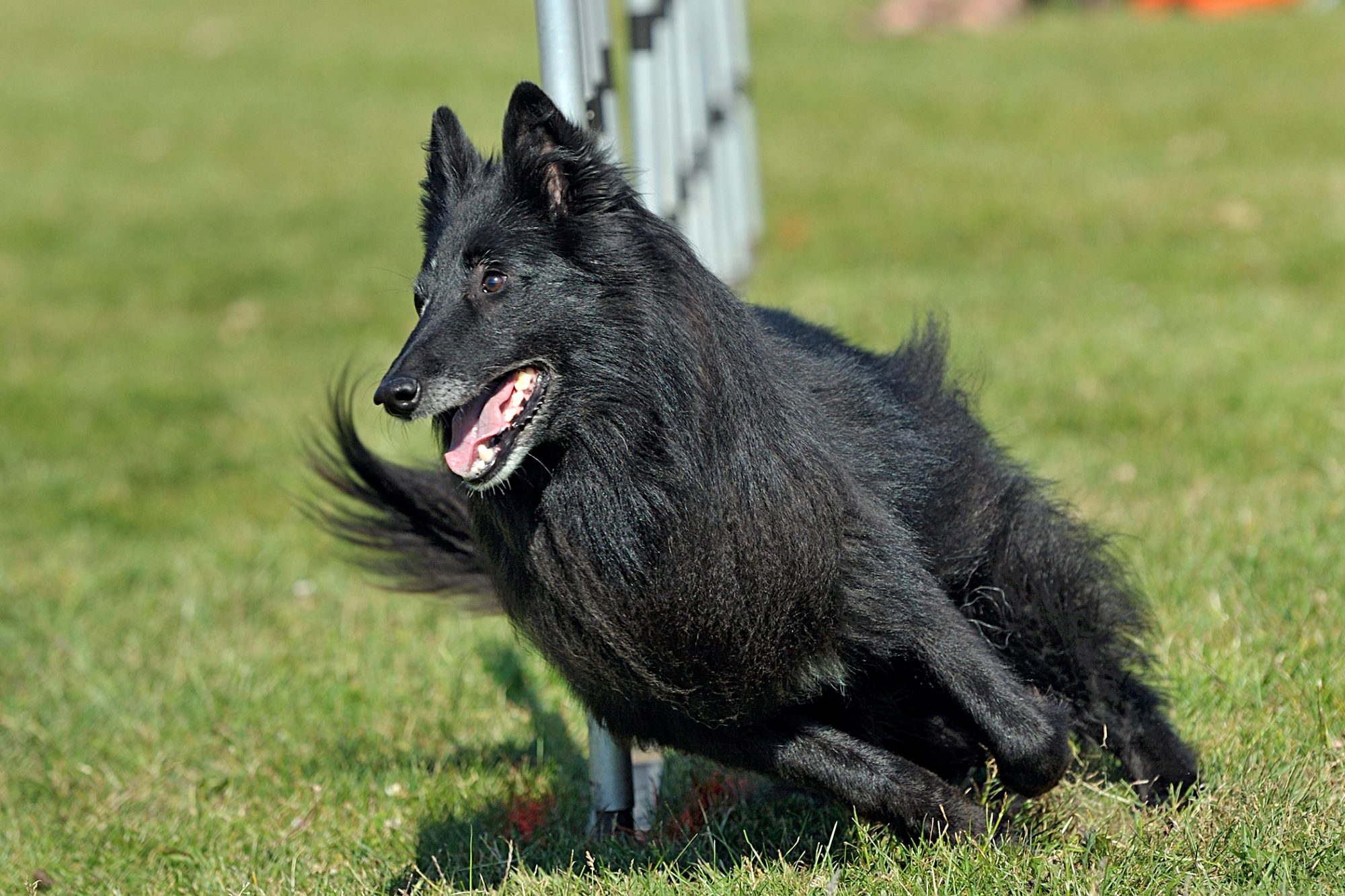 ベルジアン・シェパード・ドッグ - belgian-shepherd-dog