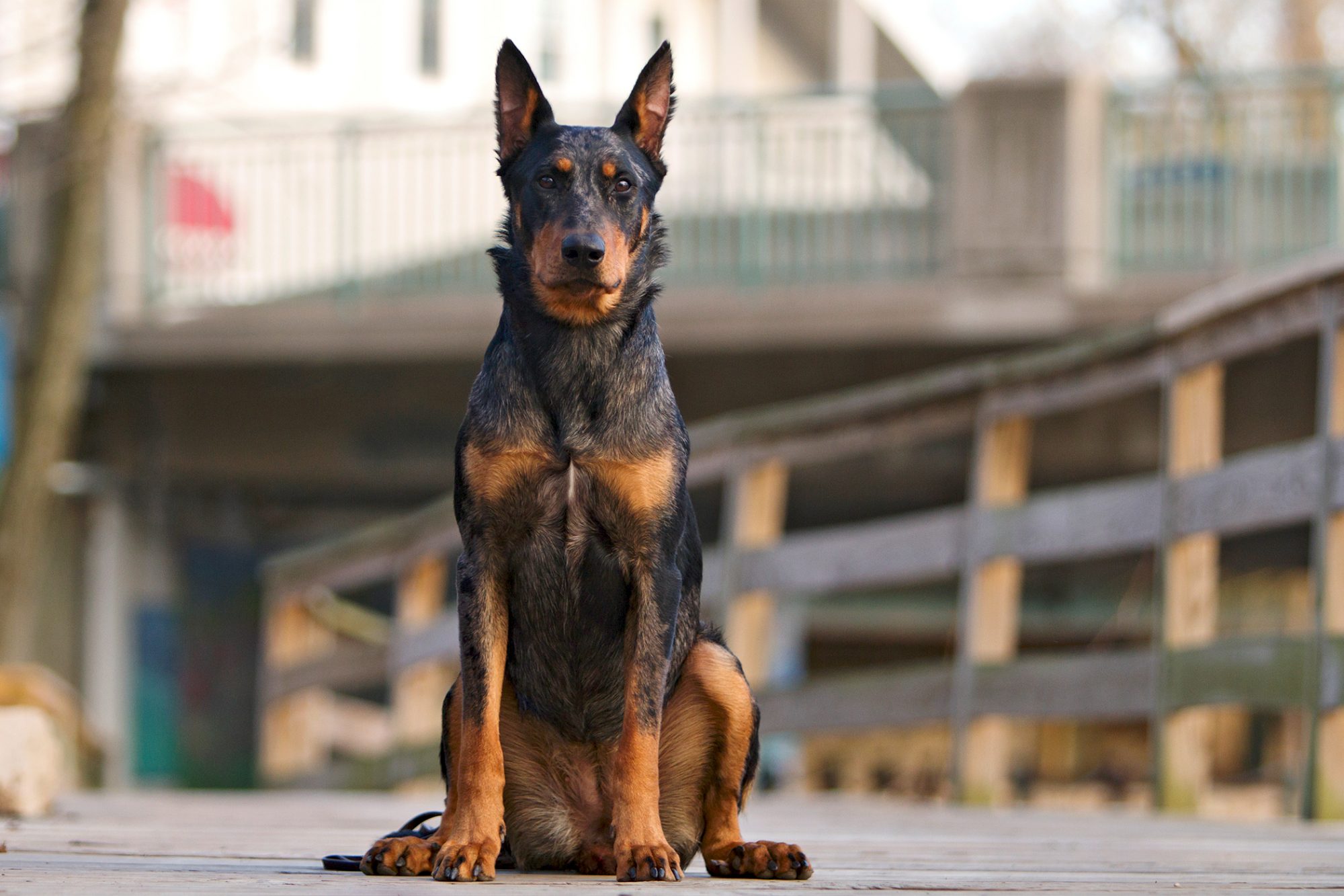 ボースロン - beauceron