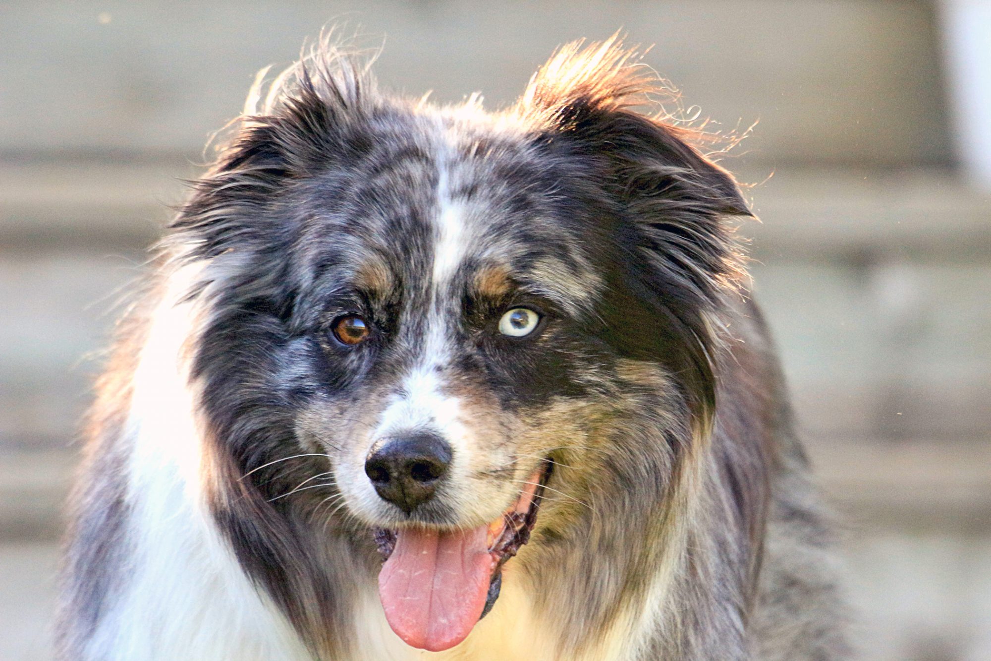 ミニチュア・アメリカン・シェパード - miniature-american-shepherd