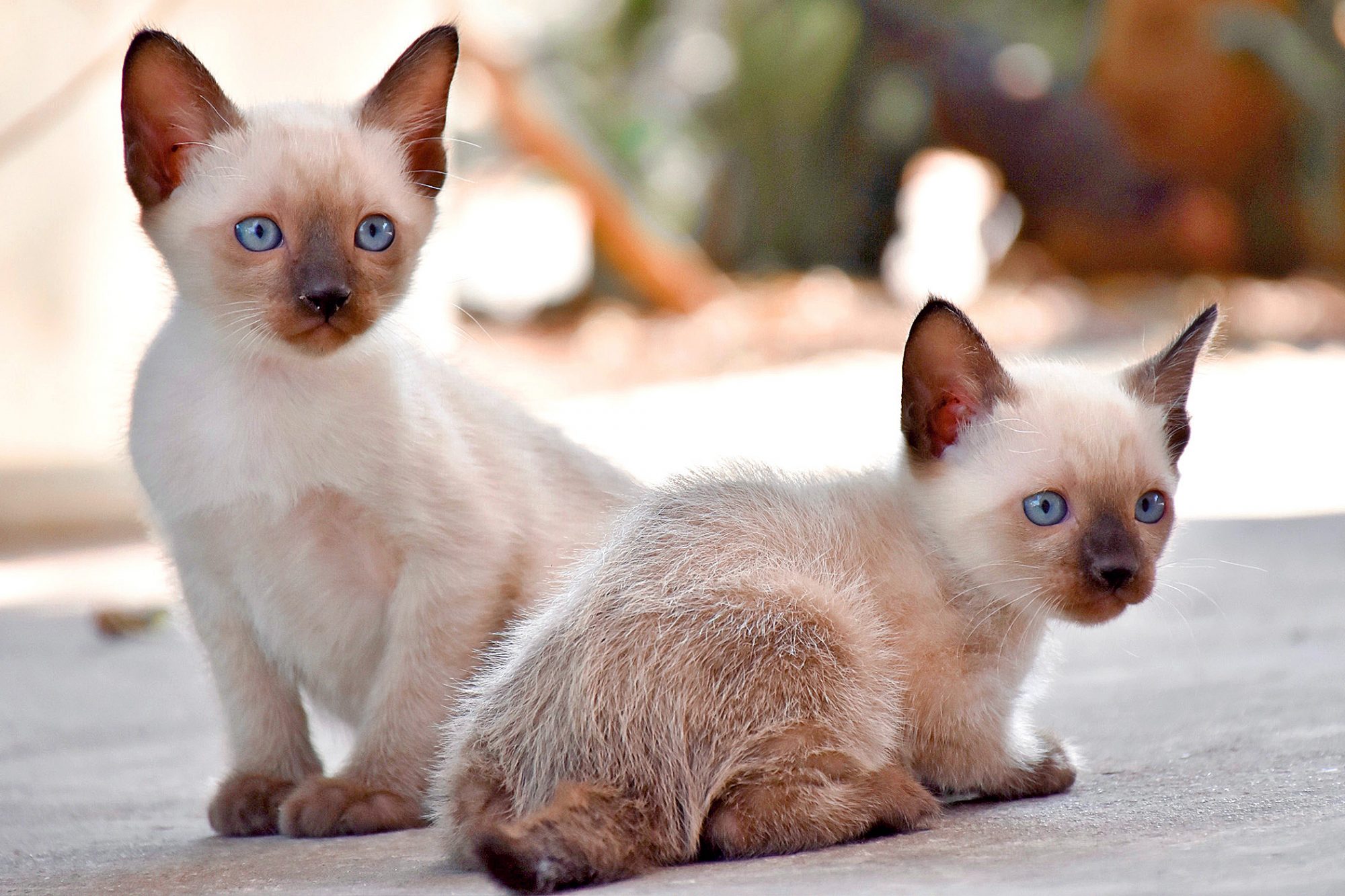 シャム猫・サイアミーズ siamese