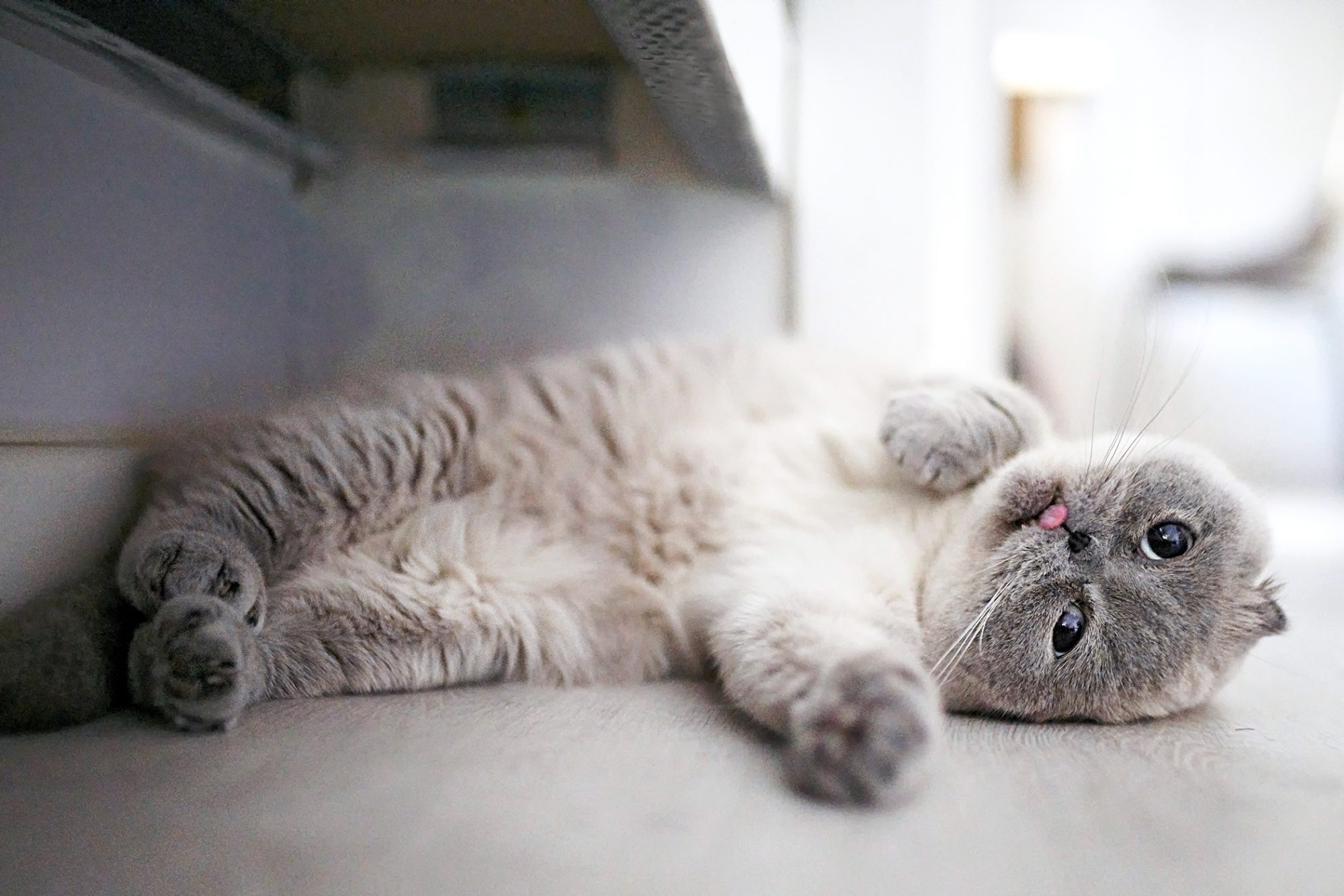 スコティッシュフォールド - scottishfold