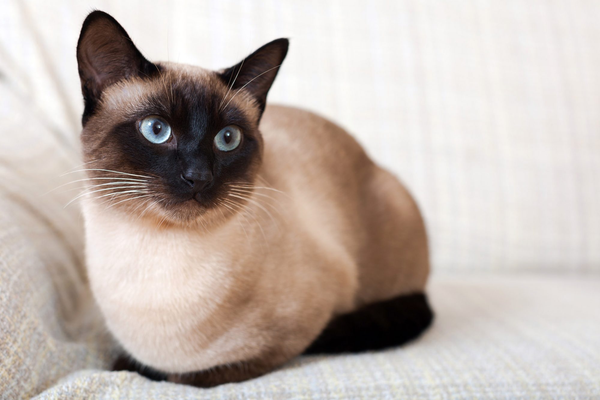 シャム猫・サイアミーズ siamese