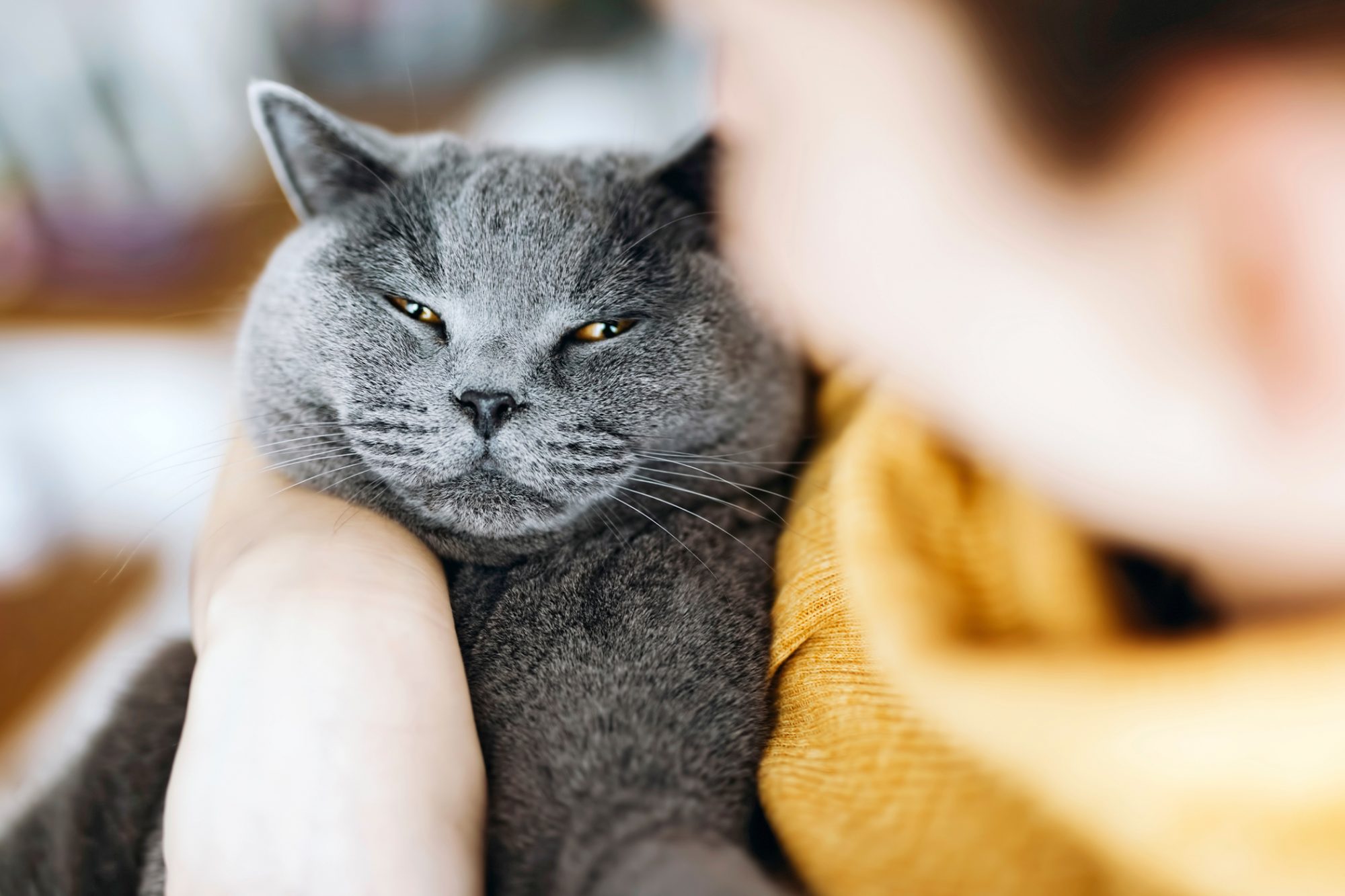 シャルトリュー - chartreux